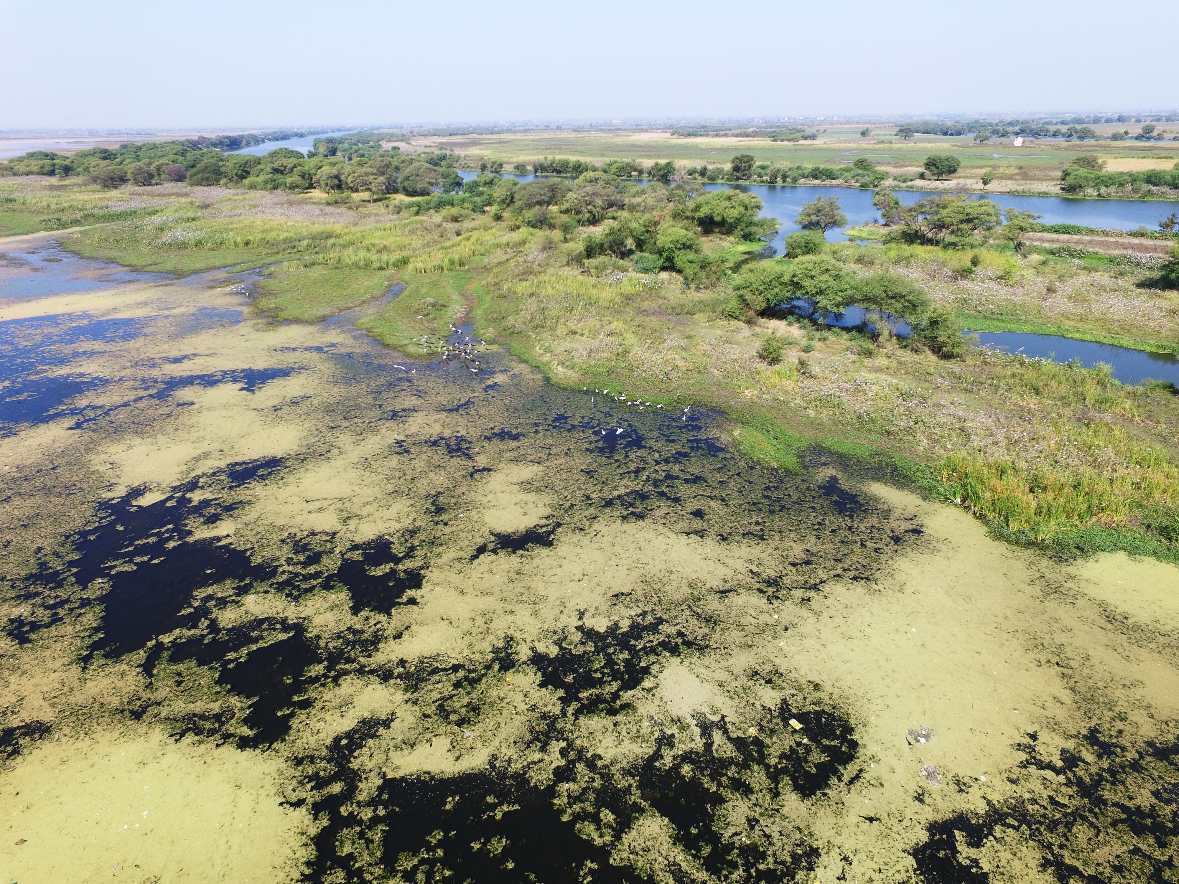 Riverine Forest